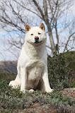 AKITA AMERICAIN 406